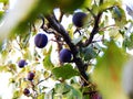 Large fruits of plum on the tree Royalty Free Stock Photo
