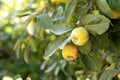 Large fruits quince on tree are ready to harvest. Organic apples hanging on a tree branch in an apple orchard. Royalty Free Stock Photo