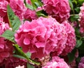 large fuchsia-colored hydrangea flowers from the garden just blo