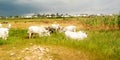 Large Fulani cows grazing in a grass field