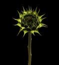 Large fully closed sunflower flower head isolated