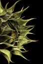 Large fully closed sunflower flower head isolated