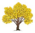 Detailed Yellow Autumn Tree Isolated Royalty Free Stock Photo