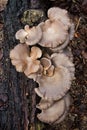 Large fungi growing on a rotting log