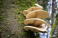 Large fungi on a tree