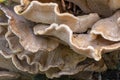 A large fungus at the base of a tree, the giant polypore Meripilus giganteus, near Linschoten Royalty Free Stock Photo