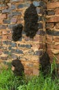 Large fungus-growing termite nest