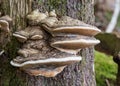 Large Fungus Grows Off Side of Tree Trunk