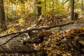 A large fungus grows on the side of a fallen tree