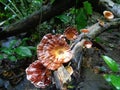 Large fungus (Microporus) on log in the rainforest Royalty Free Stock Photo