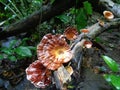 Large fungus (Microporus) on log in the rainforest