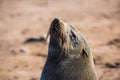 Large fur seal basking in the sun