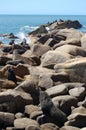 Large Fur Seal colony