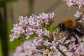 Large Furry Bee Pollinating Pink Flowers. Royalty Free Stock Photo