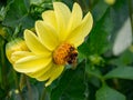 A large furry bumblebee sits on a yellow dahlia and collects nectar. Floral background with dahlia and bumblebee.