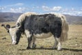 Large furry Domestic Yak Bos grunniens standing in a field