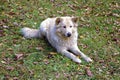 A large furry homeless dog lies in a green meadow with autumn leaves.