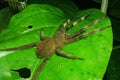 A large and furry spider with his legs stretched out on a green leaf in the ecuadorian amazon rainforest