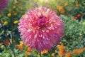 Large fuzzy combination of peach and pink color Dahlia flower Royalty Free Stock Photo