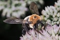 A large fuzzy green-eyed male Eastern Carpenter Bee (Xylocopa virginica) feeding on white flowers Royalty Free Stock Photo