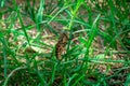 A large gadfly or horse fly sits in the green grass. close-up scene Royalty Free Stock Photo