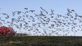 A large gaggle of Canadian geese taking off the field