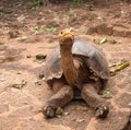 Large Galapagos giant tortoise Royalty Free Stock Photo