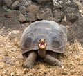 Large Galapagos giant tortoise Royalty Free Stock Photo