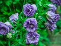 Large garden bells purple