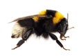 Large garden bumblebee isolated on white background, Bombus ruderatus