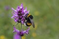 The large garden bumblebee or ruderal bumblebee (Bombus ruderatus