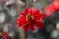 Large garden bumblebee (Bombus ruderatus) on a red flower