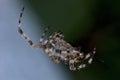 Large Garden Orb Spider Macro Royalty Free Stock Photo