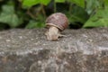 Large garden snail with a dirty house Royalty Free Stock Photo