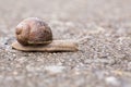 Large garden snail with a dirty house Royalty Free Stock Photo