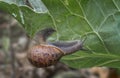 Large garden snail, Helix aspersa, eating my cabbage plant. Terrestrial gastropod mollusk. Aka European Brown Garden Royalty Free Stock Photo