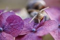 Large Garden Snail in Summer Royalty Free Stock Photo