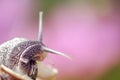 Large Garden Snail in Summer Royalty Free Stock Photo