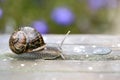 Large Garden Snail in Summer Royalty Free Stock Photo