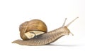 Large garden snail Royalty Free Stock Photo