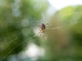 Large garden spider. Danger in the park. Spider web close up. The spider knits a web.