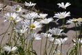 Large garden white Daisy with a yellow center Royalty Free Stock Photo