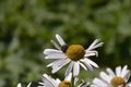Large garden white Daisy with a yellow center Royalty Free Stock Photo