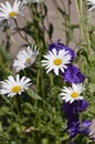 Large garden white Daisy with a yellow center Royalty Free Stock Photo