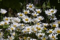 Large garden white Daisy with a yellow center Royalty Free Stock Photo