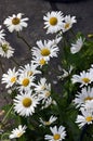 Large garden white Daisy with a yellow center Royalty Free Stock Photo