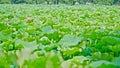 large gardens for lotus flower cultivation Royalty Free Stock Photo