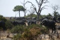 Huge herd of Cape Buffalo on Magadigadi Plains