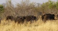 Huge herd of Cape Buffalo on Magadigadi Plains