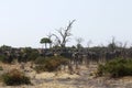 Huge herd of Cape Buffalo on Magadigadi Plains